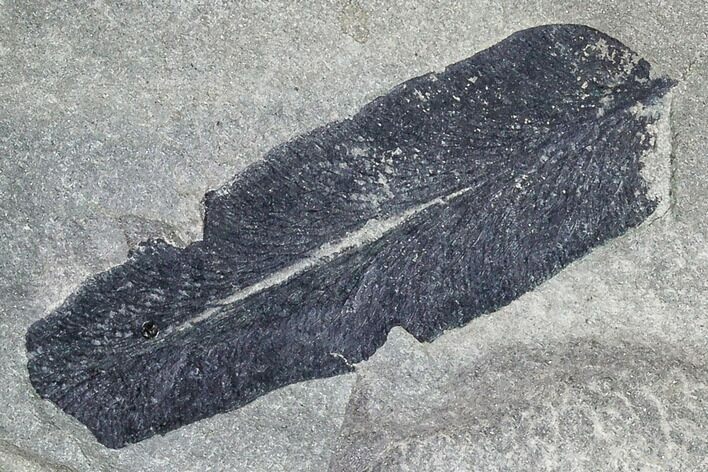 Pennsylvanian Fossil Fern (Macroneuropteris) Leaflet - Kentucky #112908